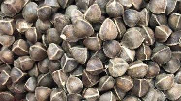 MORINGA SEED WITHOUT WINGS / WINGLESS MORINGA SEEDS