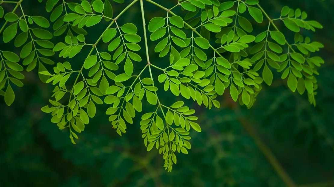 Moringa Leaf Powder(Murungai Ilai)