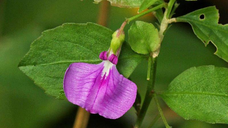 Orithal ThamaraiPowder