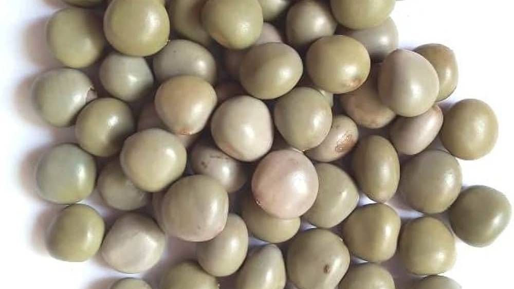 Kalarchikai Powder (Caesalpinia Bonducella)